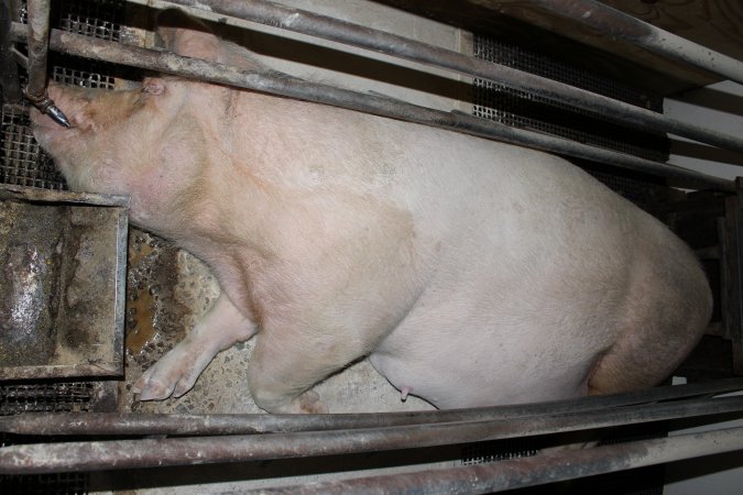 Farrowing crates at Pine Park Piggery NSW