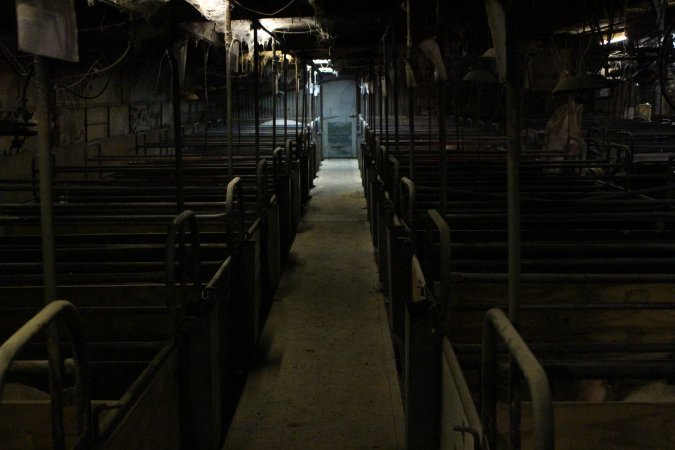 Looking down aisle of farrowing shed