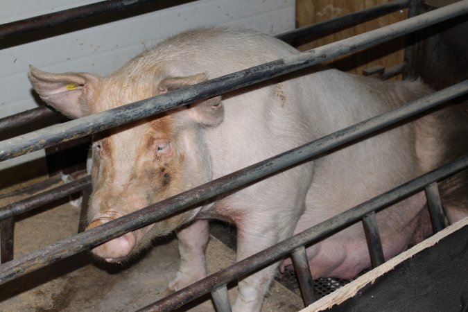 Farrowing crates at Pine Park Piggery NSW