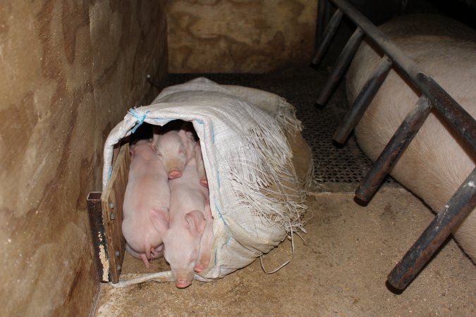 Farrowing crates at Pine Park Piggery NSW