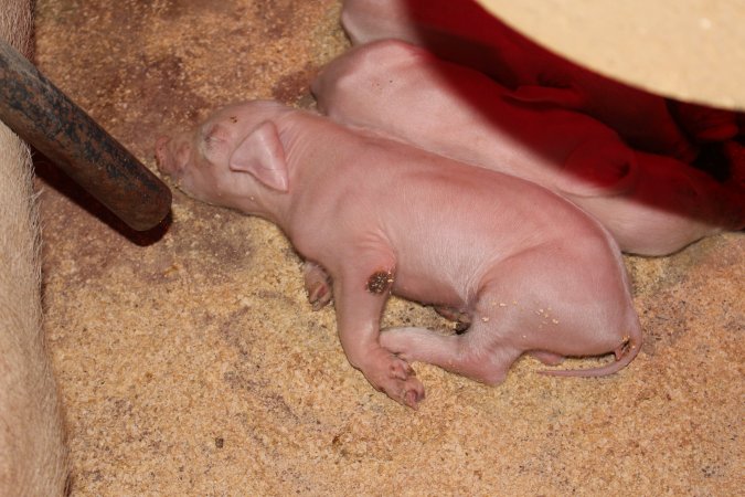 Piglet with wound on leg