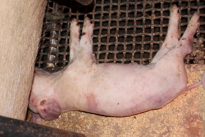 Farrowing crates at Pine Park Piggery NSW