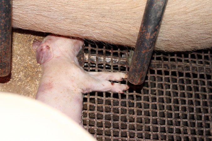 Farrowing crates at Pine Park Piggery NSW