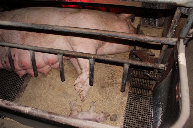 Farrowing crates at Pine Park Piggery NSW