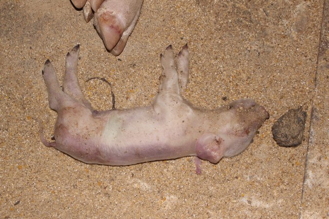 Farrowing crates at Pine Park Piggery NSW