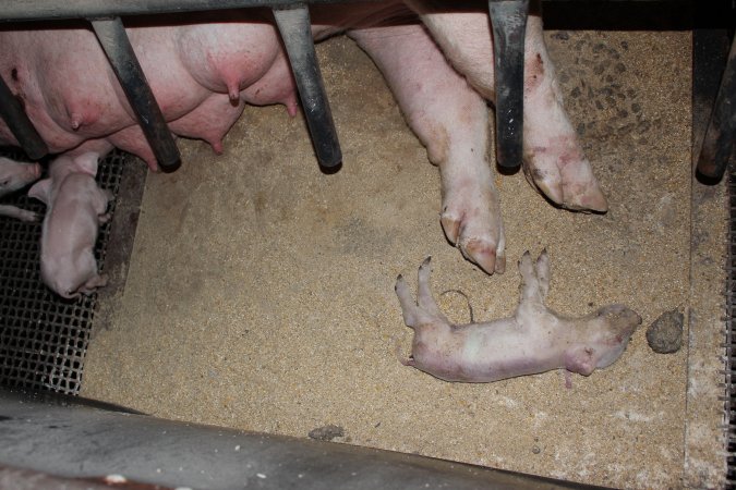 Farrowing crates at Pine Park Piggery NSW