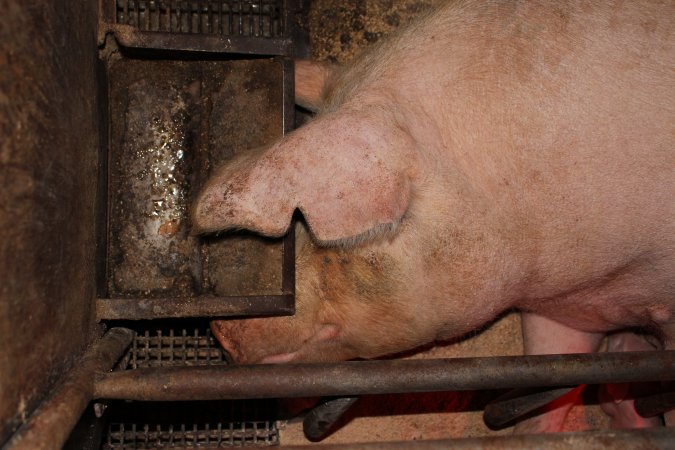 Sow with head under feed tray