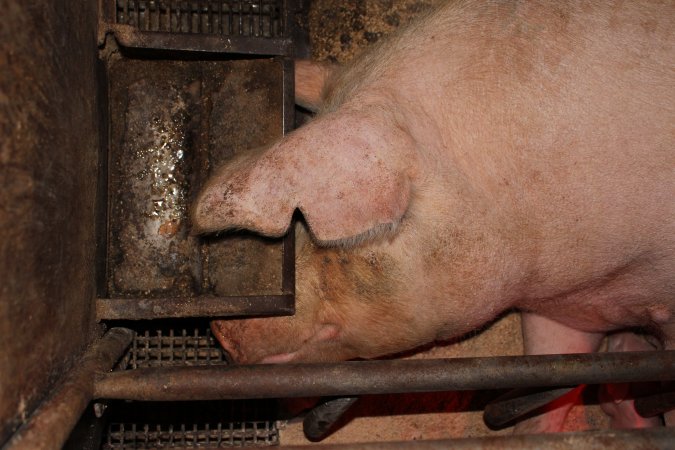 Sow with head under feed tray