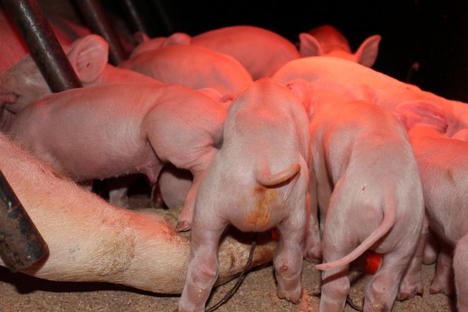 Farrowing crates at Pine Park Piggery NSW