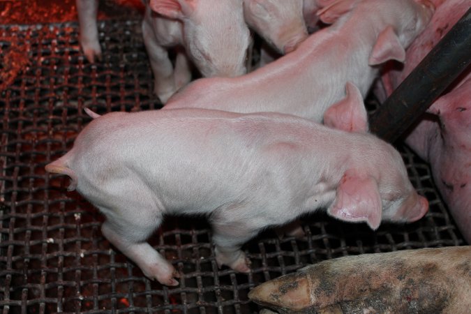 Farrowing crates at Pine Park Piggery NSW