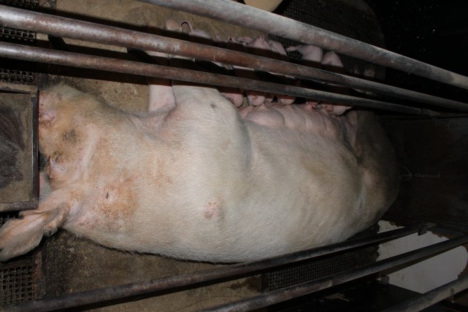 Farrowing crates at Pine Park Piggery NSW