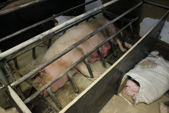 Farrowing crates at Pine Park Piggery NSW