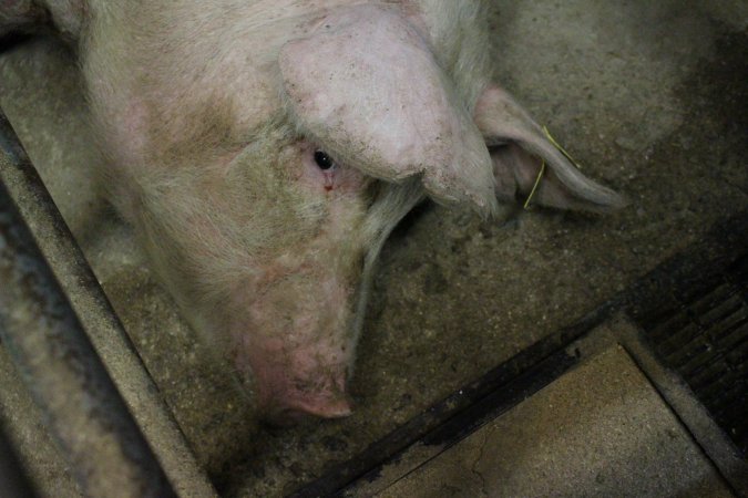 Farrowing crates at Pine Park Piggery NSW