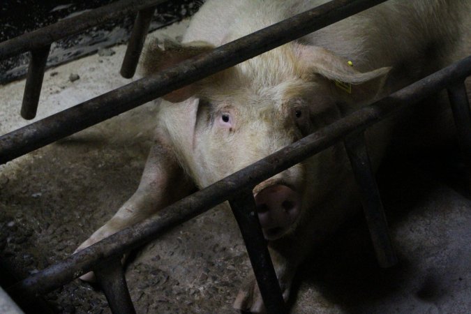 Farrowing crates at Pine Park Piggery NSW