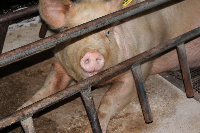 Farrowing crates at Pine Park Piggery NSW