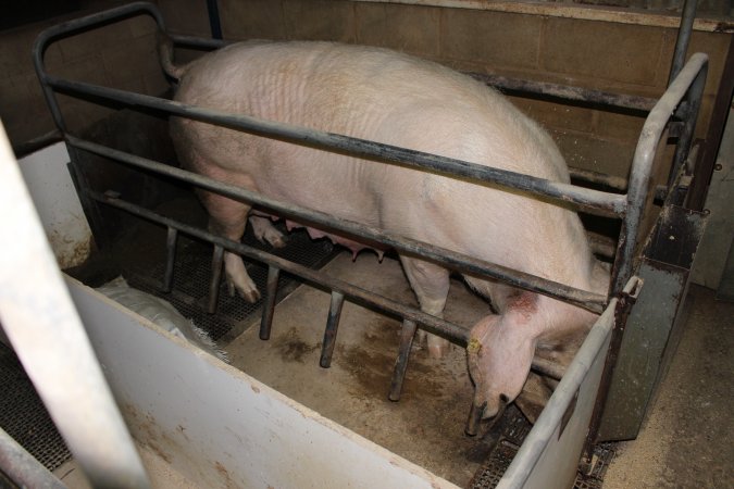 Farrowing crates at Pine Park Piggery NSW