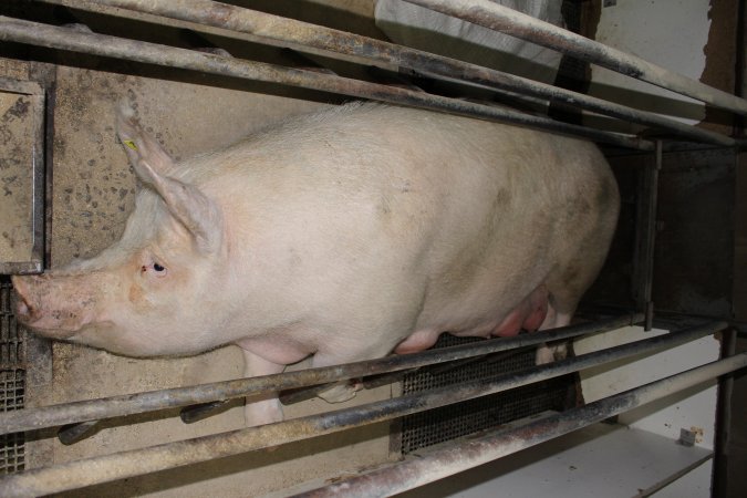 Farrowing crates at Pine Park Piggery NSW