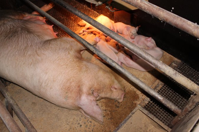 Farrowing crates at Pine Park Piggery NSW