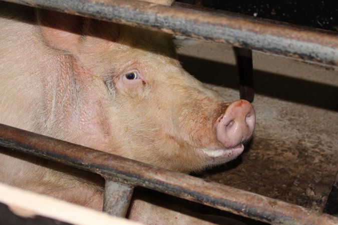 Farrowing crates at Pine Park Piggery NSW