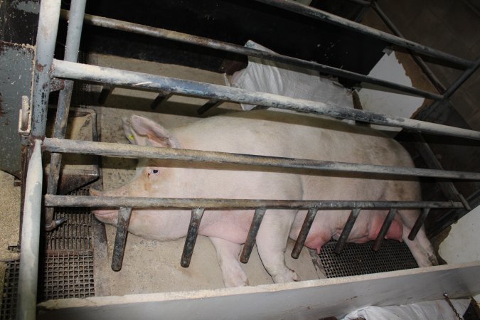 Farrowing crates at Pine Park Piggery NSW