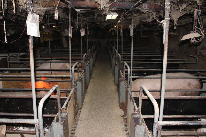 Looking down aisle of farrowing shed