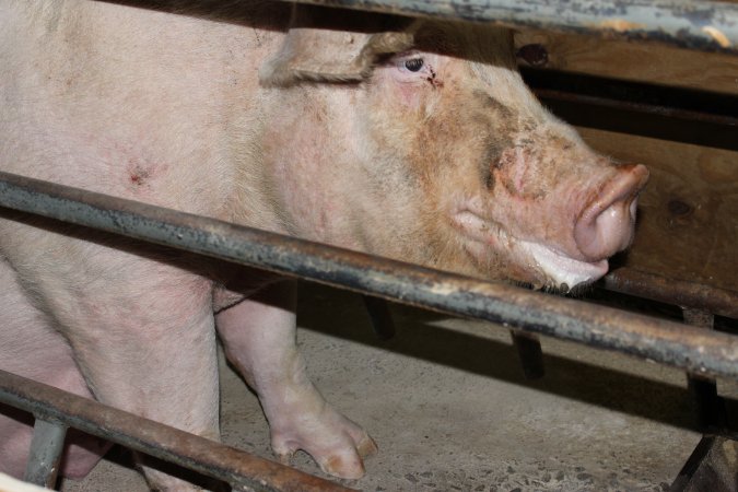 Farrowing crates at Pine Park Piggery NSW