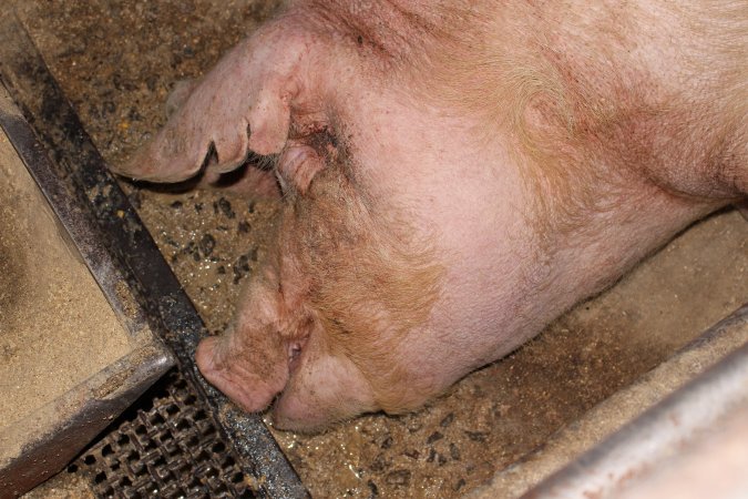 Farrowing crates at Pine Park Piggery NSW