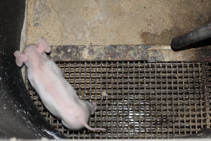 Farrowing crates at Pine Park Piggery NSW