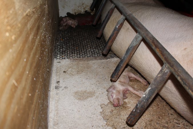 Farrowing crates at Pine Park Piggery NSW