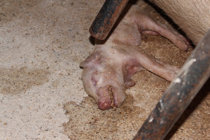 Farrowing crates at Pine Park Piggery NSW