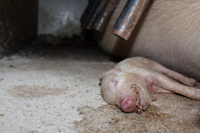 Farrowing crates at Pine Park Piggery NSW