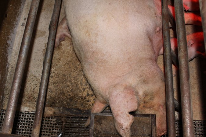 Farrowing crates at Pine Park Piggery NSW