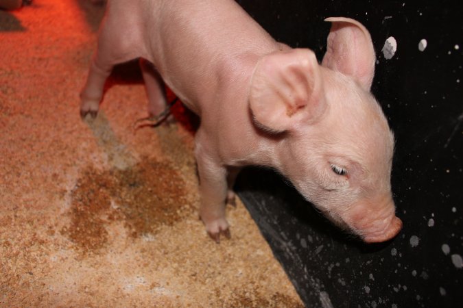 Farrowing crates at Pine Park Piggery NSW