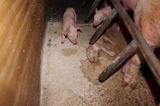 Farrowing crates at Pine Park Piggery NSW