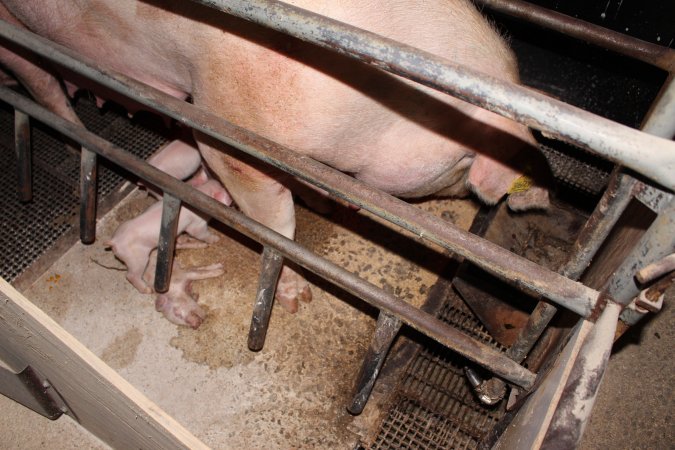 Farrowing crates at Pine Park Piggery NSW