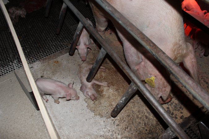 Farrowing crates at Pine Park Piggery NSW