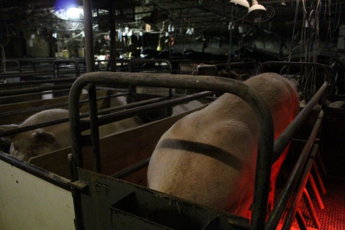 Farrowing crates at Pine Park Piggery NSW