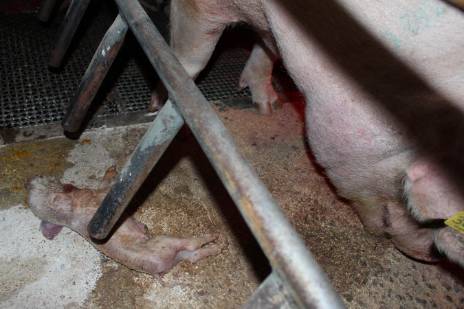 Farrowing crates at Pine Park Piggery NSW