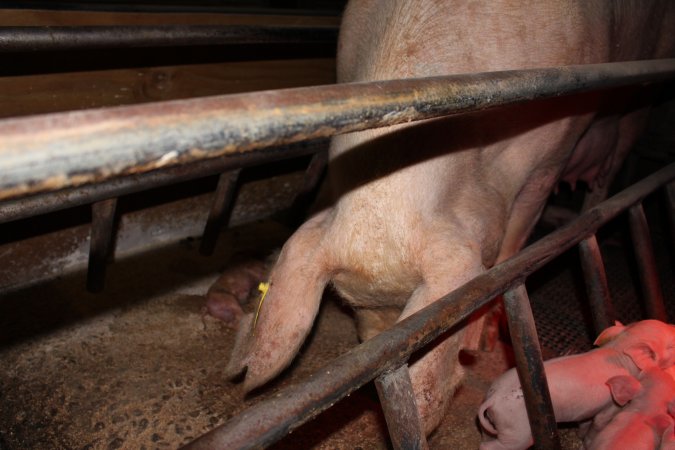 Farrowing crates at Pine Park Piggery NSW