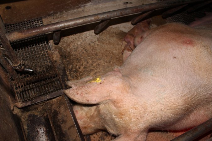 Farrowing crates at Pine Park Piggery NSW