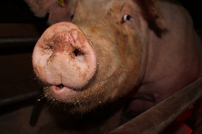 Farrowing crates at Pine Park Piggery NSW