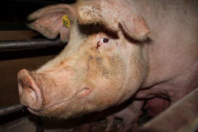 Farrowing crates at Pine Park Piggery NSW