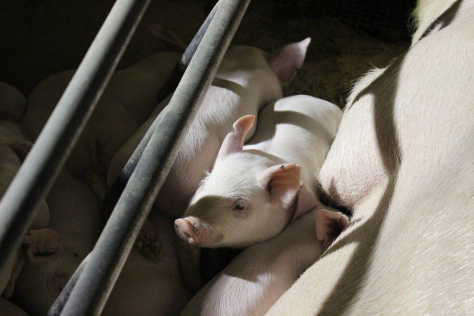 Farrowing crates at Pine Park Piggery NSW