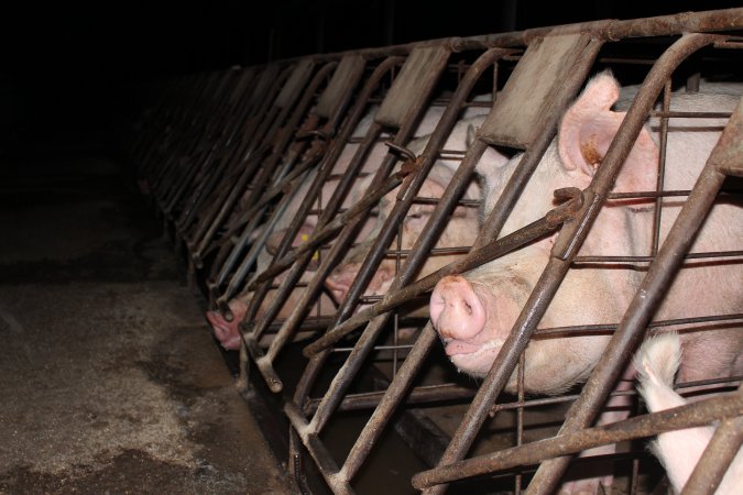 Sow stalls at Pine Park Piggery NSW