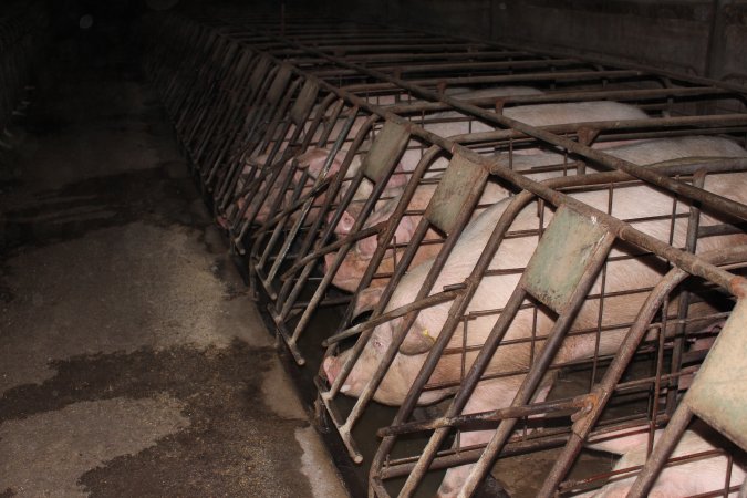 Sow stalls at Pine Park Piggery NSW