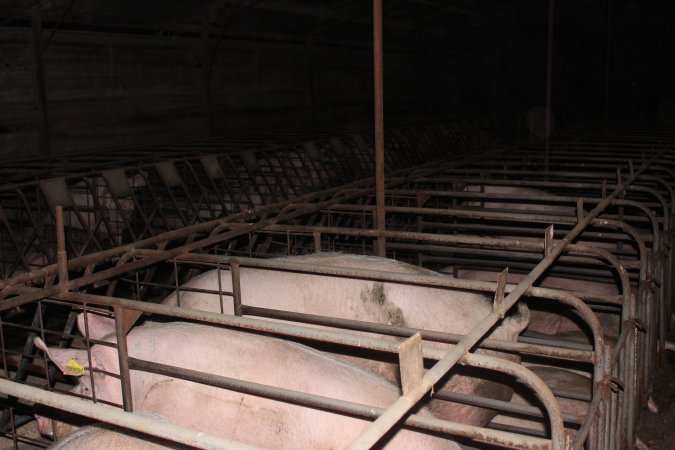 Sow stalls at Pine Park Piggery NSW