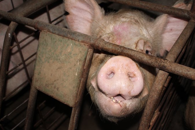 Sow stalls at Pine Park Piggery NSW