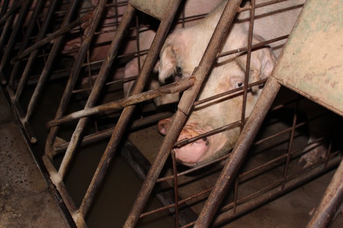 Sow stalls at Pine Park Piggery NSW