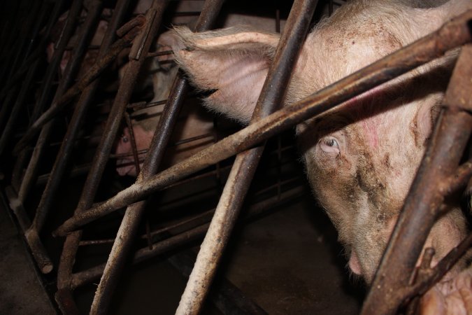 Sow stalls at Pine Park Piggery NSW