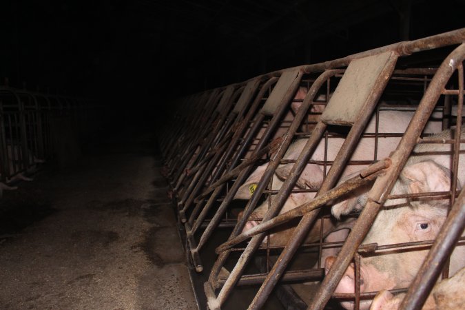 Sow stalls at Pine Park Piggery NSW